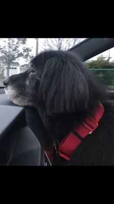 Diamond Dog looking stylish while enjoying the ride home after a fabulous haircut and bath.