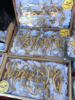 Korean ginseng/roots - must be expensive!!