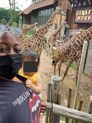 Seeing the giraffes in real life after reading about them in a zoo book at home.