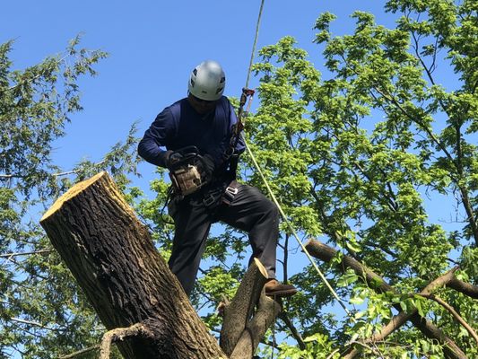 Single line arborists.