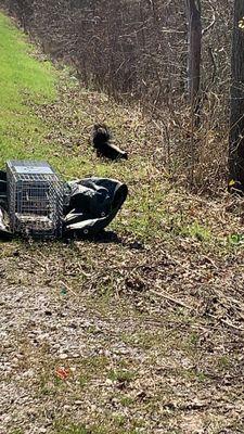 Skunk release