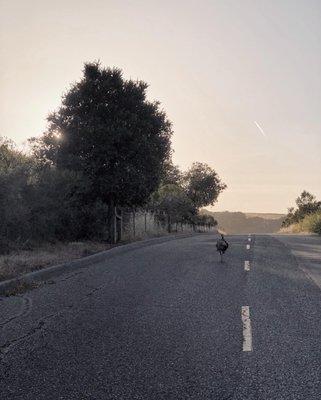 Turkey crossing the road