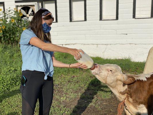 Feeding the calf.