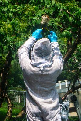 David at work removing a Hotnet Nest.