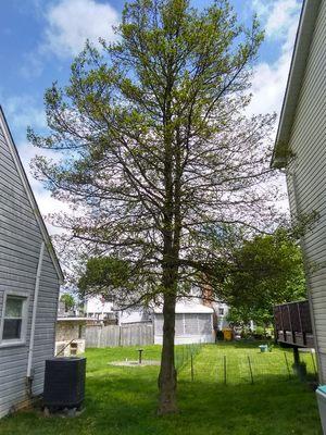 Sticky leaf Tree removal (before)