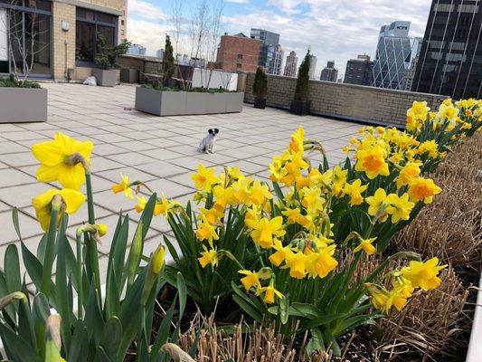 early spring in midtown NYC