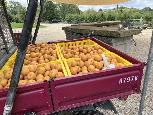 Weymouth Farms & Orchard, Winery