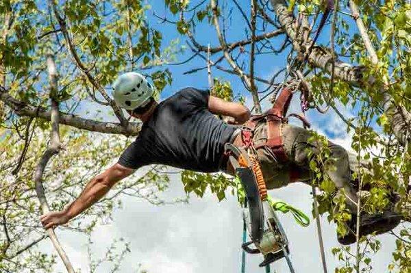 Nature Sky Tree Service