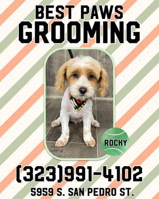 Best Paws Grooming 
(323)991-4102 
5959 S. San Pedro St. L.A. CA. 90003