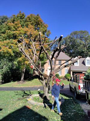 Albelino Tree Service and Landscaping