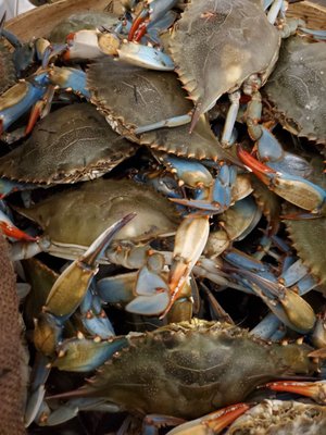 Blue crab