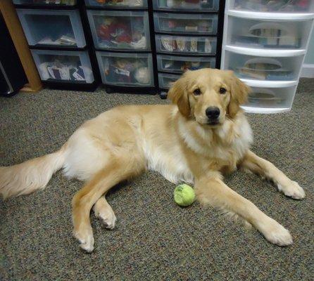 Skye visits occasionally.  Here she is working hard in the office.