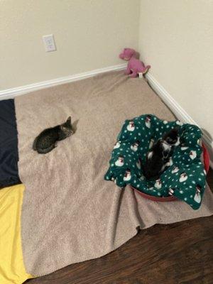 Both of my babies in the playpen