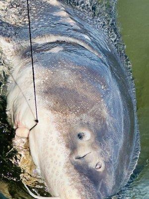 This is the big guy we reeled in and got some photos of and let him off the hook since he was over 9 feet!