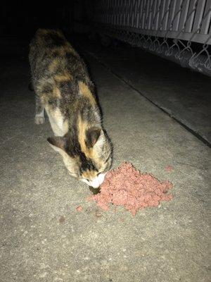 I couldn't just leave this homeless cat without food :(