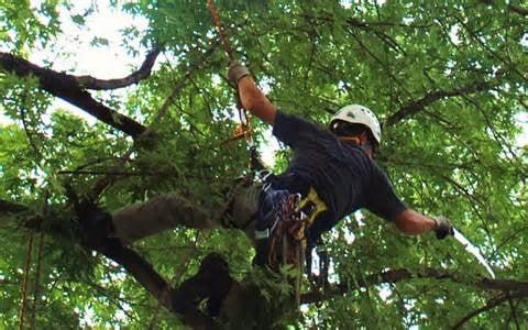 Tree Trimming/Removals