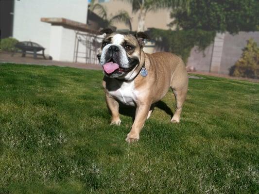 Meet Bear the Bulldog, our company mascot!