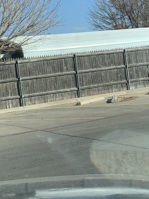 Store director can't even fix up his store let alone his parking lot.