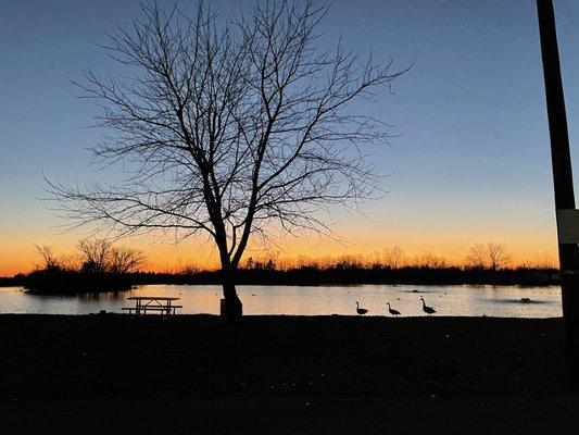 3 little ducks at sunset!