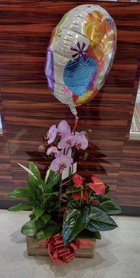 Plant arrangement with balloon