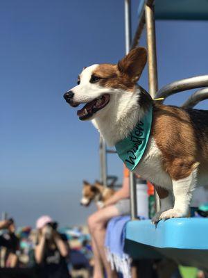 Corgi Beach day!!