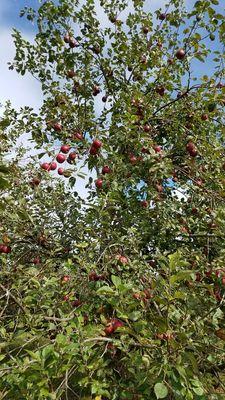 Enterprise apples. Sweet and not as crisp As the goldrush