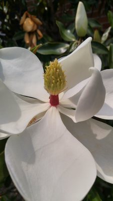 Southern Magnolia Blooming