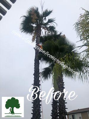 Before queen palm tree clean up