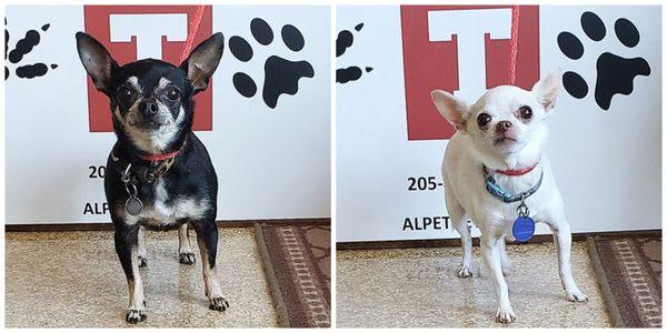 Bob & Lola are here today to get their dental cleanings! They are doing such a good job, and are going to have such sparkling white teeth!