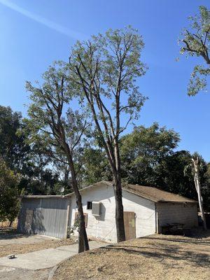 Tree trimming