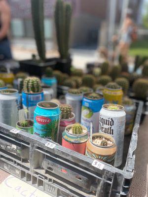 Cacti in cans; great idea!!