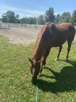 KC Breezy Sensation enjoying his dinner!