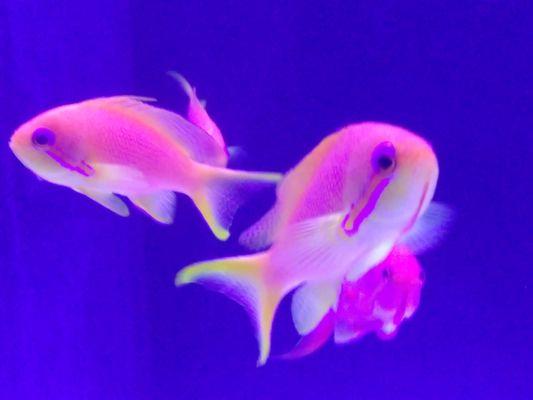 Anthias