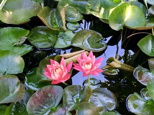 Tranquil Water Gardens 2