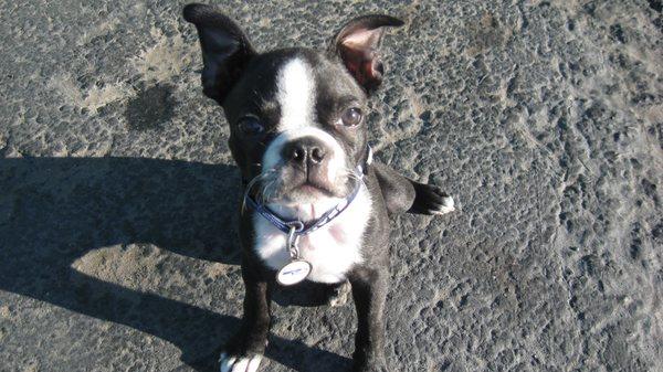 "Einstein" our Boston Terrier greeter born may, 2016