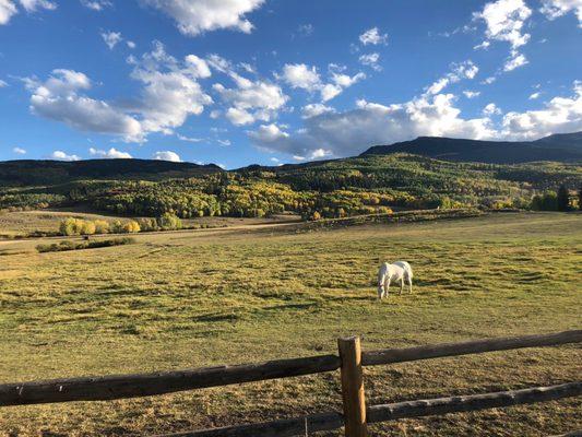 One of our horses at their home