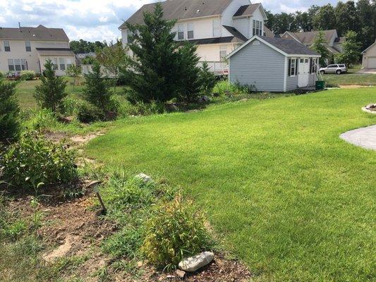 Beautiful Zoysia sod two months after install