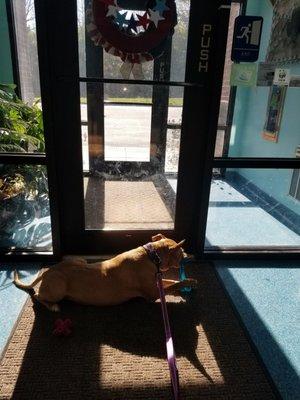 Our pitbull Greta checking out the toys she found in the toy basket.