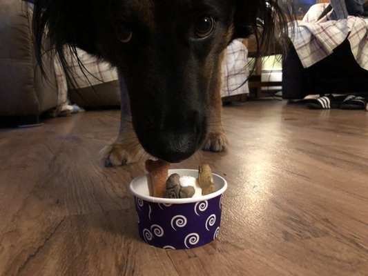 Loki, Thor & Thunder enjoying their ice cream