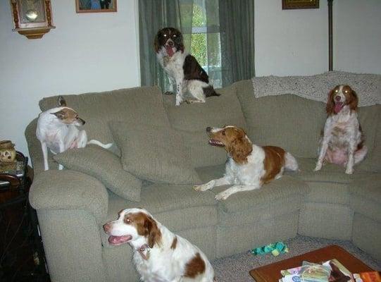 One of these kids is not like the others - Oh but they love each other and get along so famously!  Doggie sitting in it's GLORY!