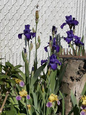 It is Iris Season! ‘Stellar Lights’ in the back and ‘Aachen Elf’ in the front