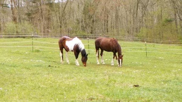 Cloverleaf Farm and Equestrian Center