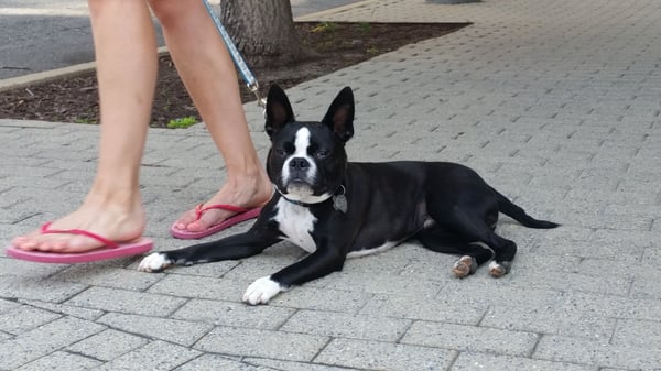 Jackson learned to not freak out about everything on the street so his mom could enjoy walking him...