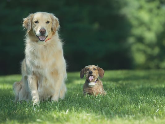 Pet Stop of Maryland