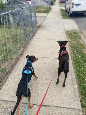 Safety first! Always on leash for a walk