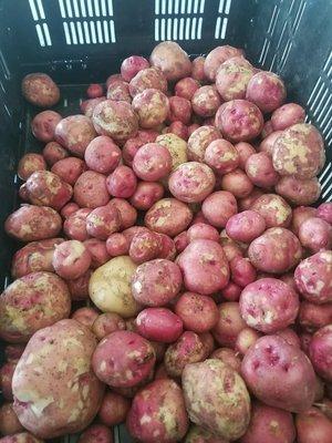 Puffer Roske Farms offers many different kinds of potatoes.