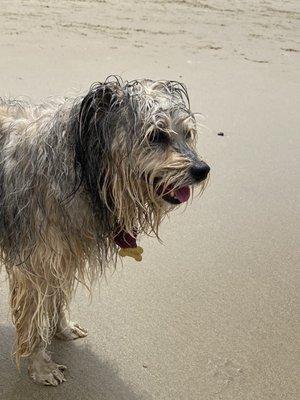 After a fun day chasing the waves, somebody's gonna need a bath!