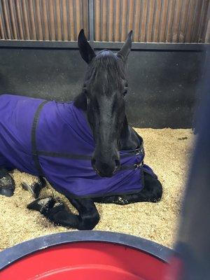 Inside the horse barn with the Percheron exhibition team from Young Living