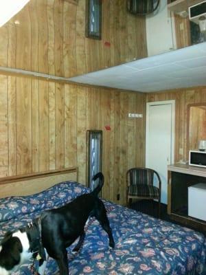 Our dog (service animal) examining the room. Single bed with ceiling mirror.