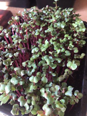 Red Stem Radish Microgreens Small Tray